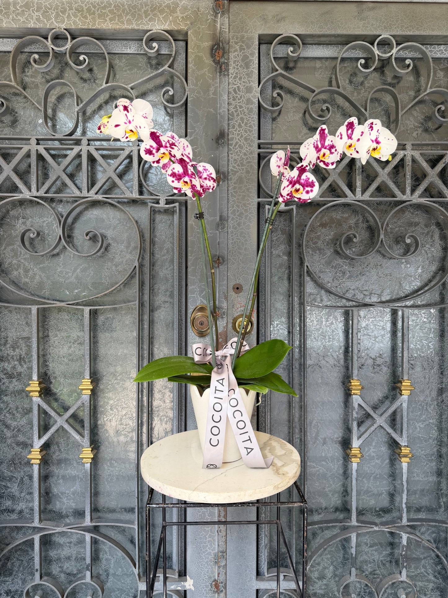 MACETA CON ORQUIDEA