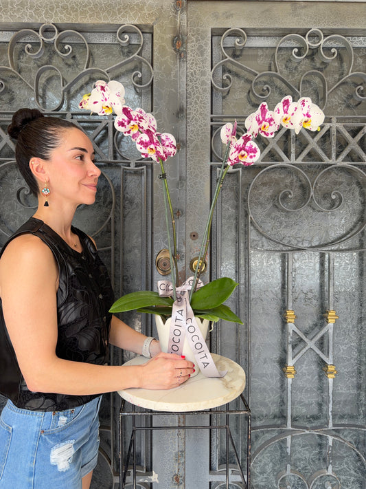 MACETA CON ORQUIDEA