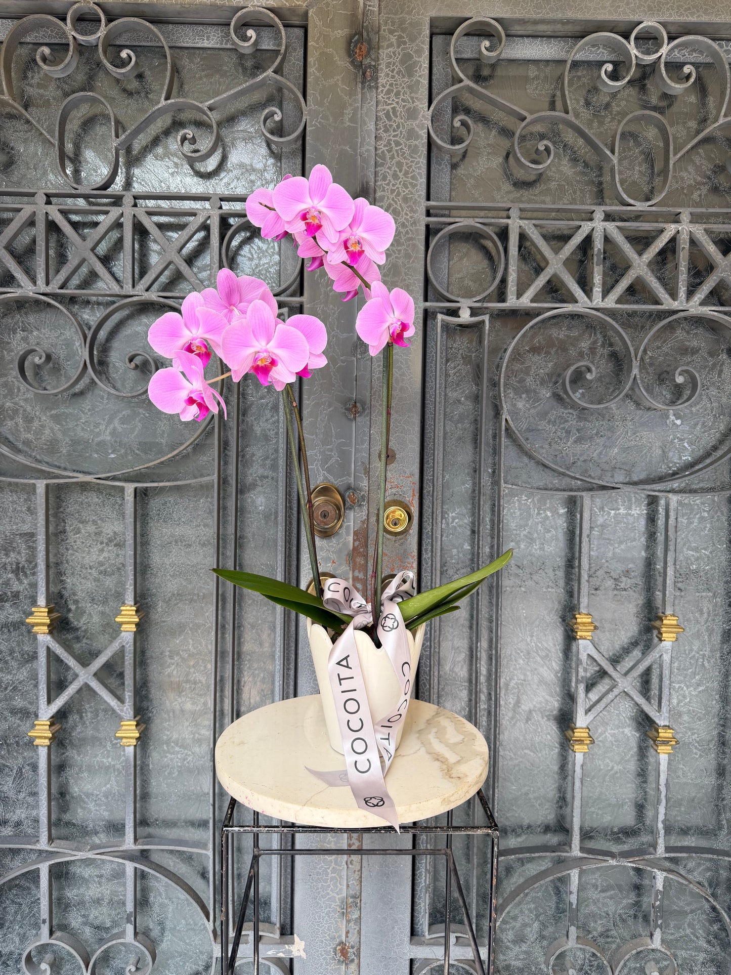 MACETA CON ORQUIDEA