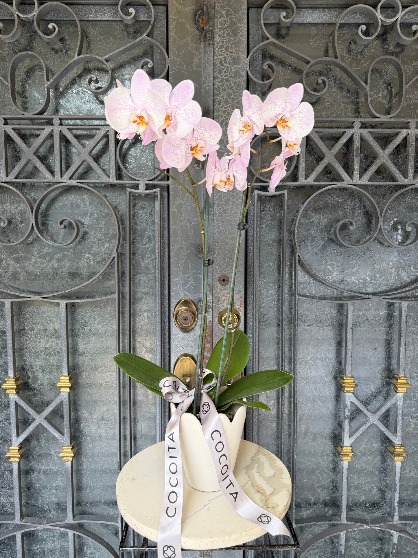MACETA CON ORQUIDEA