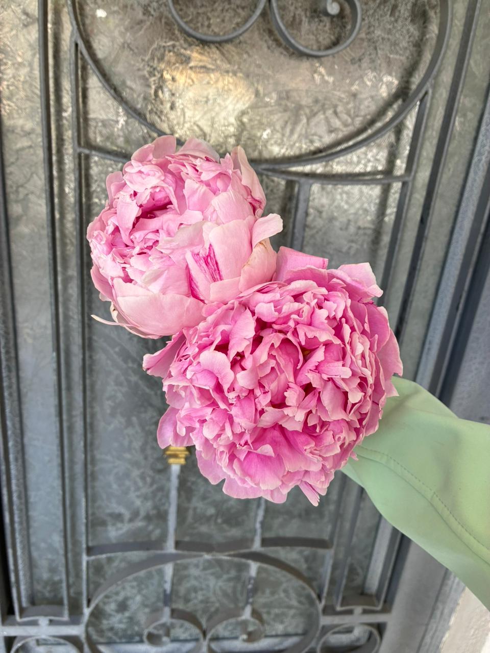 Tallo Sencillo Peonia